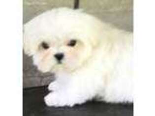 Maltese Puppy for sale in Mobile, AL, USA