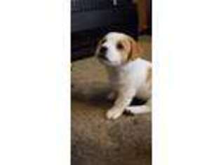 Jack Russell Terrier Puppy for sale in Orange City, FL, USA