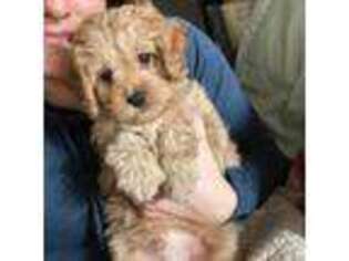 Cavapoo Puppy for sale in Northfield, MN, USA
