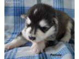 Alaskan Malamute Puppy for sale in Fairplay, CO, USA
