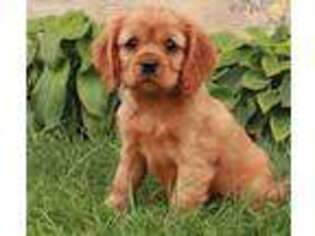 Cavapoo Puppy for sale in Drumore, PA, USA