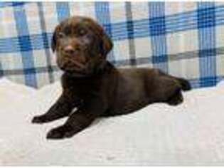 Labrador Retriever Puppy for sale in Odessa, MO, USA
