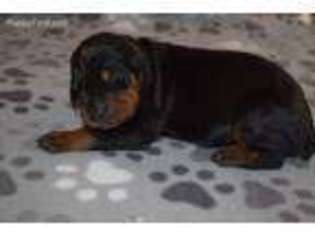 Doberman Pinscher Puppy for sale in Marshfield, MA, USA