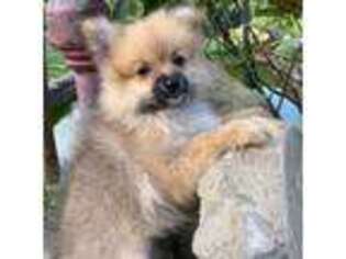 Pomeranian Puppy for sale in Artemus, KY, USA