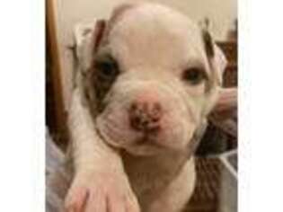 American Bulldog Puppy for sale in Snellville, GA, USA