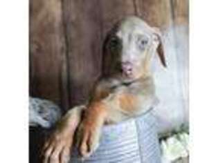 Doberman Pinscher Puppy for sale in Willow Springs, MO, USA