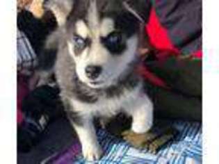 Siberian Husky Puppy for sale in Seymour, TN, USA