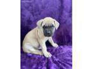 Mastiff Puppy for sale in Asher, OK, USA