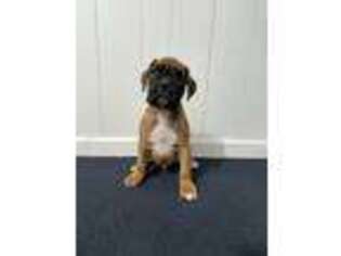 Boxer Puppy for sale in Middlebury, IN, USA