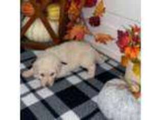Goldendoodle Puppy for sale in Vilonia, AR, USA