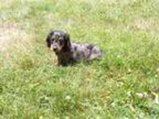 Dachshund Puppy for sale in Hagerstown, MD, USA