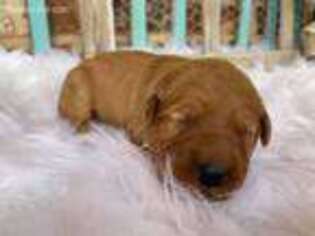 Golden Retriever Puppy for sale in Enterprise, MS, USA