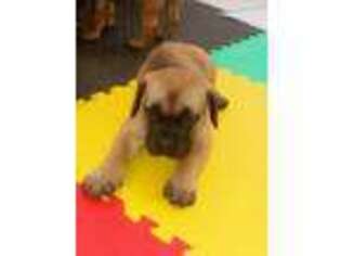 Boerboel Puppy for sale in Crofton, MD, USA