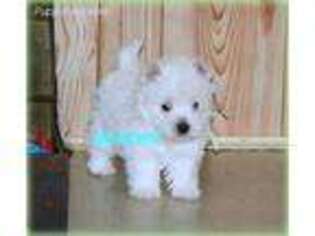 West Highland White Terrier Puppy for sale in Sylvania, GA, USA