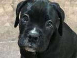 Boxer Puppy for sale in Minco, OK, USA