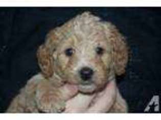 Medium Photo #1 Australian Labradoodle Puppy For Sale in CEDAR HILLS, UT, USA