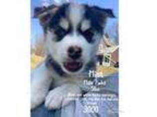 Siberian Husky Puppy for sale in Friendship, NY, USA