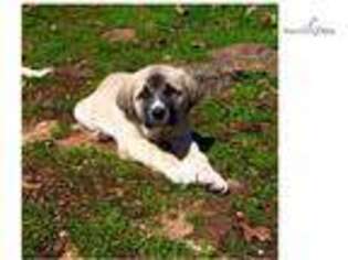 Anatolian Shepherd Puppy for sale in Springfield, MO, USA
