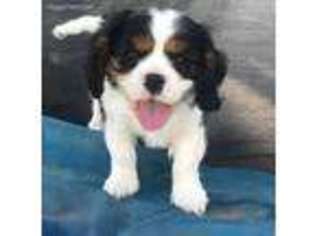 Cavalier King Charles Spaniel Puppy for sale in Grand Cane, LA, USA