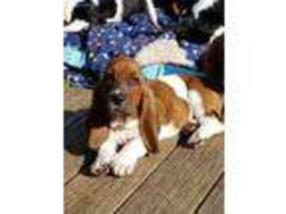 Basset Hound Puppy for sale in Ogdensburg, NY, USA