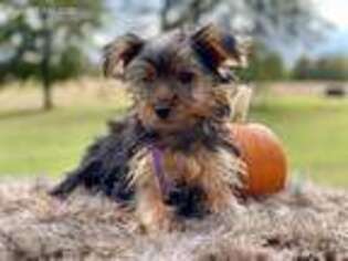 Yorkshire Terrier Puppy for sale in Paducah, KY, USA