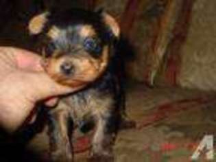 Yorkshire Terrier Puppy for sale in MEMPHIS, TN, USA