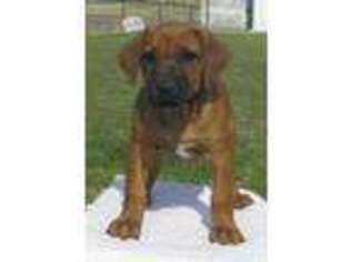 Rhodesian Ridgeback Puppy for sale in Pilot Point, TX, USA