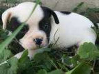 Miniature Bulldog Puppy for sale in East Sparta, OH, USA