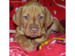 Vizsla Puppy for sale in Ganado, TX, USA