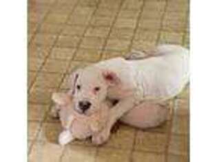 Dogo Argentino Puppy for sale in Medford, OR, USA