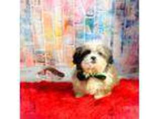 Mal-Shi Puppy for sale in Trenton, NC, USA