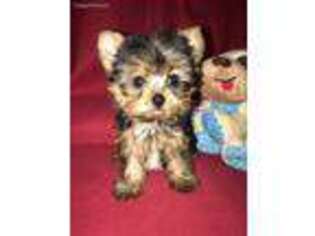 Yorkshire Terrier Puppy for sale in Allen, TX, USA