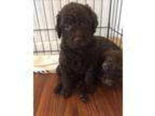 Labradoodle Puppy for sale in Fort Campbell, KY, USA