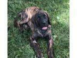 Mastiff Puppy for sale in Stuarts Draft, VA, USA