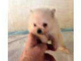 Pomeranian Puppy for sale in Skiatook, OK, USA