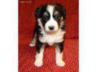 Miniature Australian Shepherd Puppy for sale in Ellensburg, WA, USA