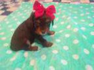 Cavapoo Puppy for sale in Burgaw, NC, USA