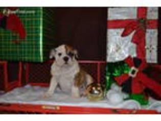 Bulldog Puppy for sale in Niangua, MO, USA