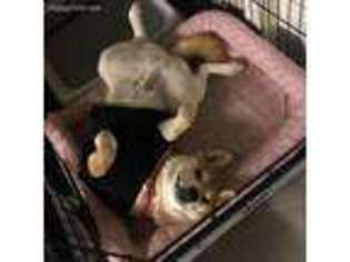 Shiba Inu Puppy for sale in San Mateo, CA, USA