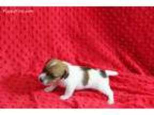 Medium Photo #1 Jack Russell Terrier Puppy For Sale in Mountain Home, AR, USA