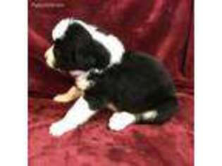Bernese Mountain Dog Puppy for sale in Del Norte, CO, USA