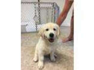 Golden Retriever Puppy for sale in Fairhope, AL, USA