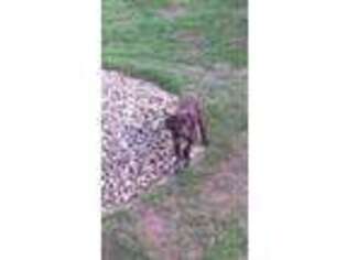 German Shorthaired Pointer Puppy for sale in Apple Creek, OH, USA