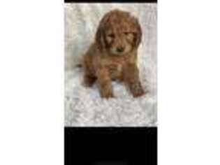 Goldendoodle Puppy for sale in Niles, MI, USA