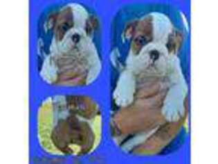 Bulldog Puppy for sale in Corydon, IN, USA
