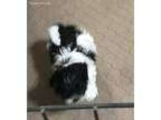 Shih-Poo Puppy for sale in Gloucester, VA, USA