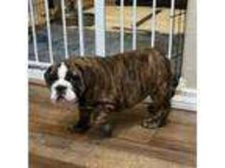 Bulldog Puppy for sale in Saint Regis, MT, USA