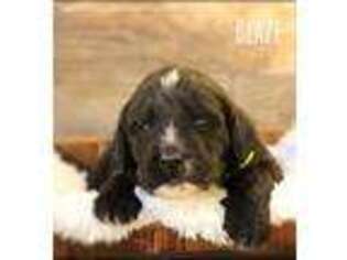 Labradoodle Puppy for sale in Elbert, CO, USA