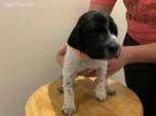 German Shorthaired Pointer Puppy for sale in South Boston, VA, USA