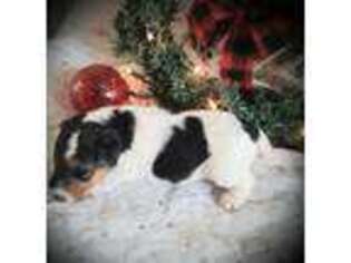 Mutt Puppy for sale in Bloomfield, IA, USA